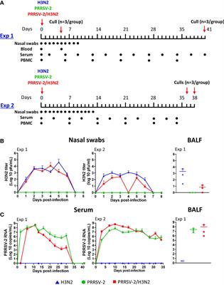 Simultaneous co-infection with swine influenza A and porcine reproductive and respiratory syndrome viruses potentiates adaptive immune responses
